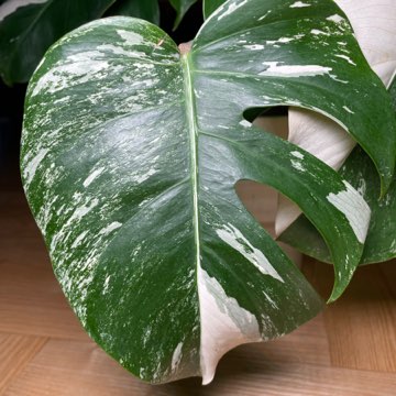 Monstera Deliciosa Variegata