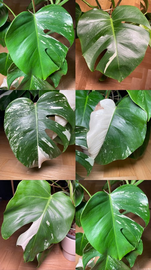 Monstera Deliciosa Variegata 2