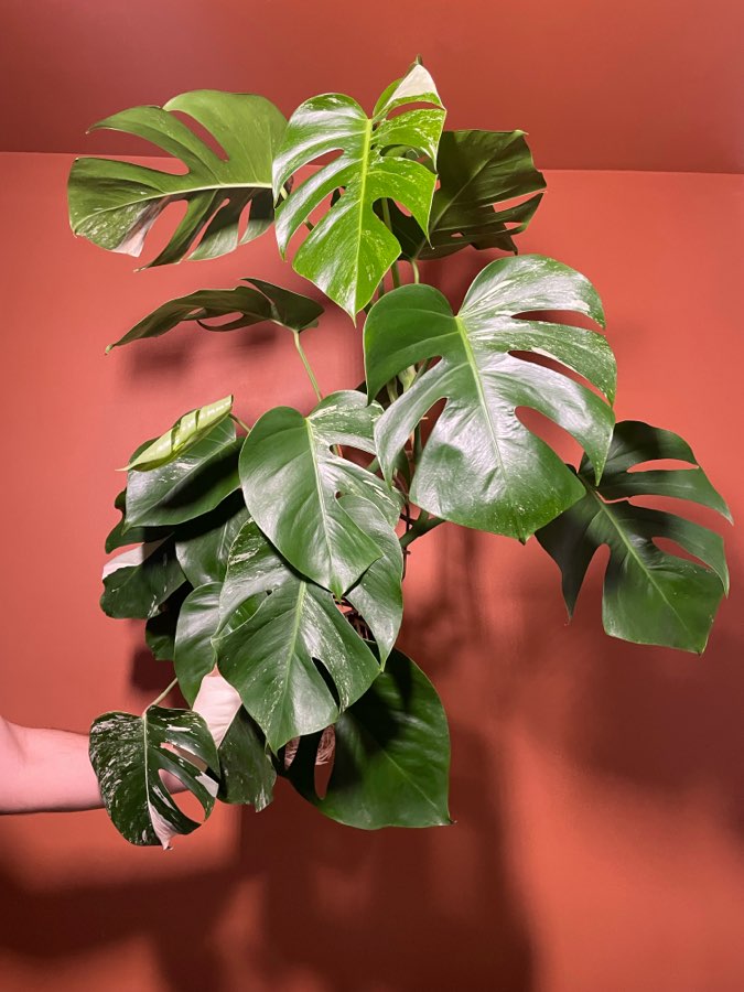 Monstera Deliciosa Variegata 4