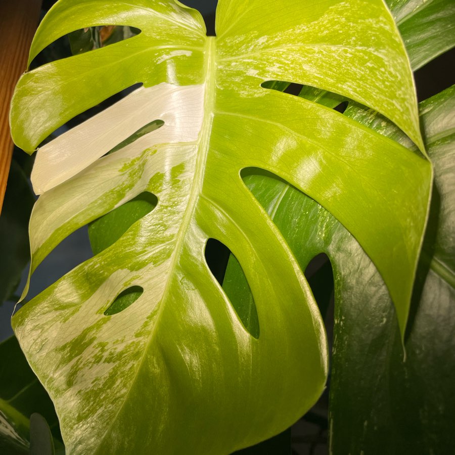 Monstera Deliciosa Variegata