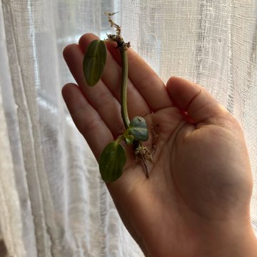 Philodendron Melanochrysum