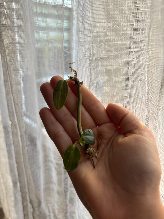 Philodendron Melanochrysum 2