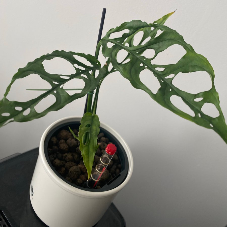 Monstera Obliqua Peru