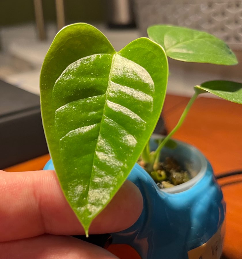 Anthurium Veitchii x 3