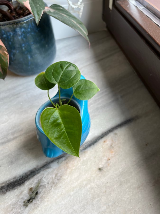 Anthurium Veitchii x 2