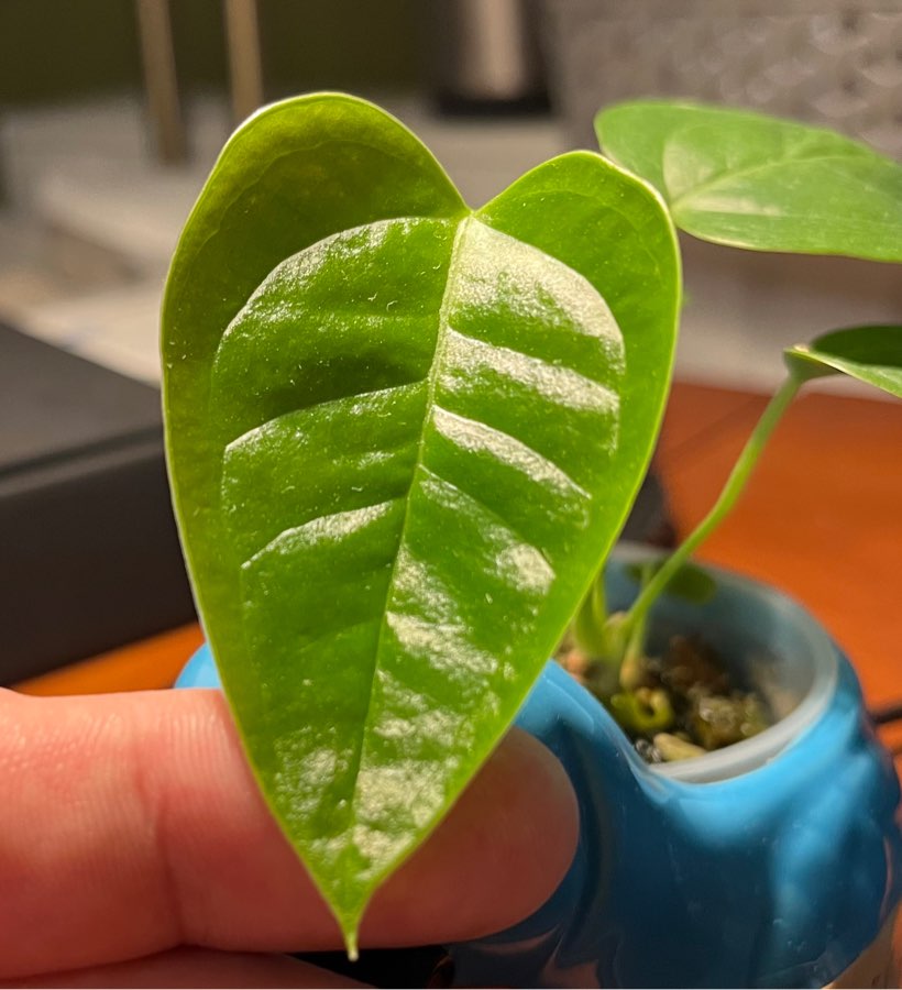 Anthurium Veitchii x