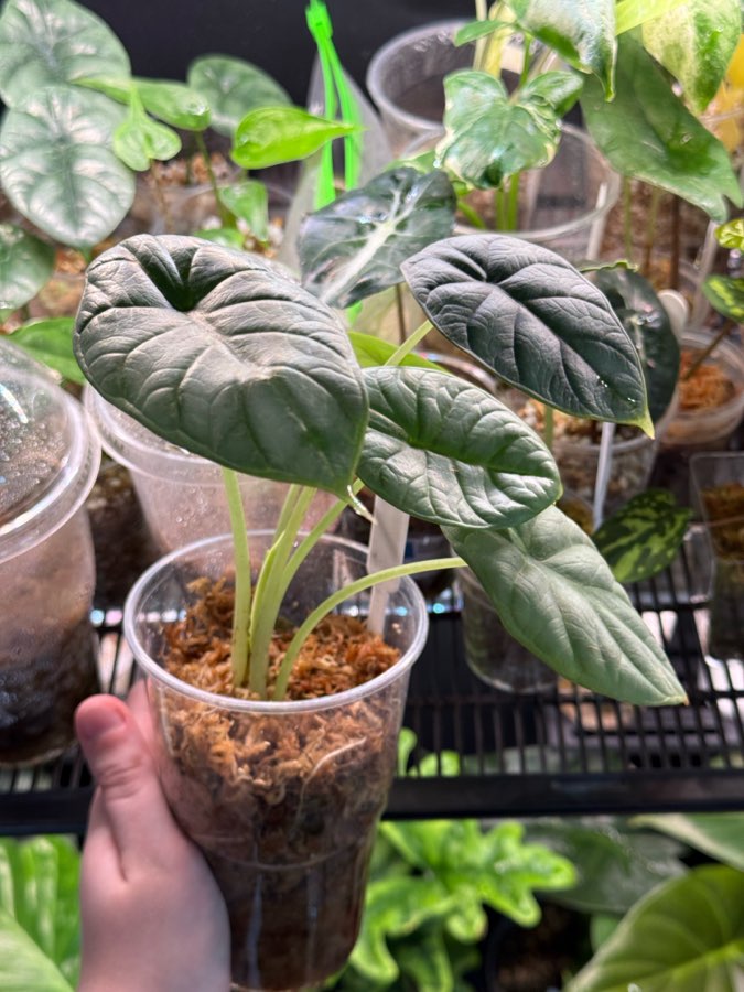 Alocasia silver dragon 2