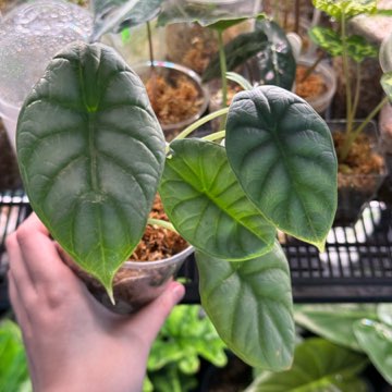 Alocasia silver dragon