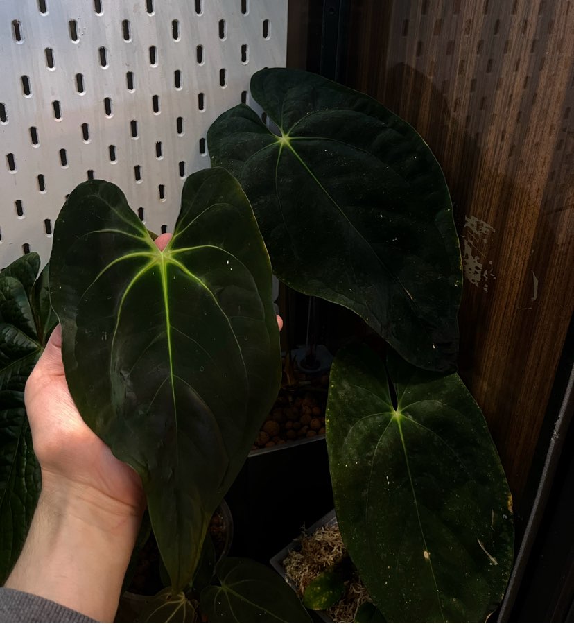 Anthurium papillilaminum