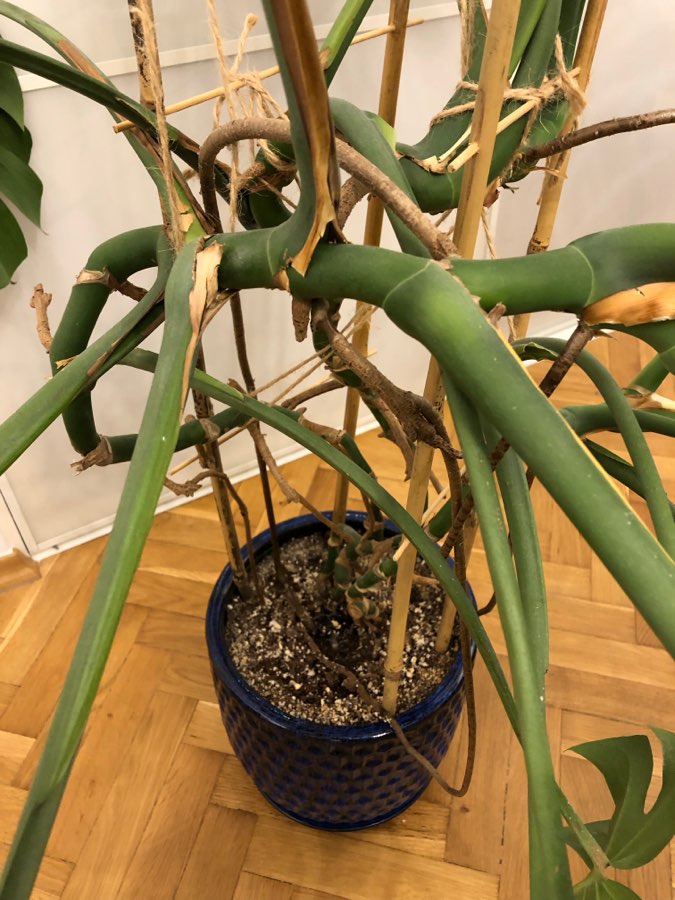 Monstera Deliciosa 5