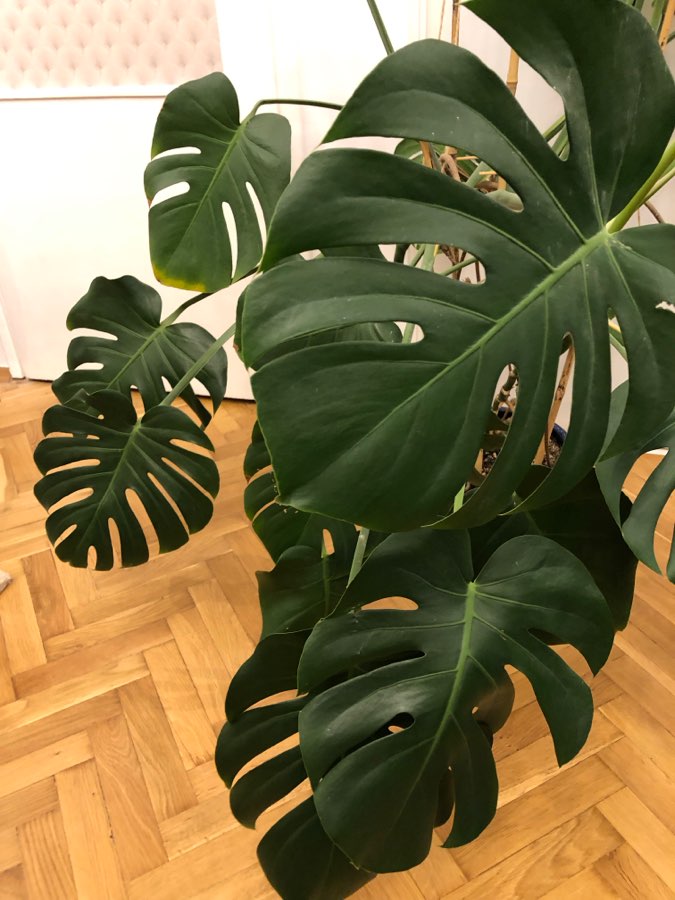 Monstera Deliciosa 4
