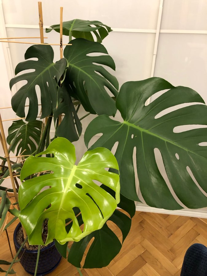 Monstera Deliciosa 3