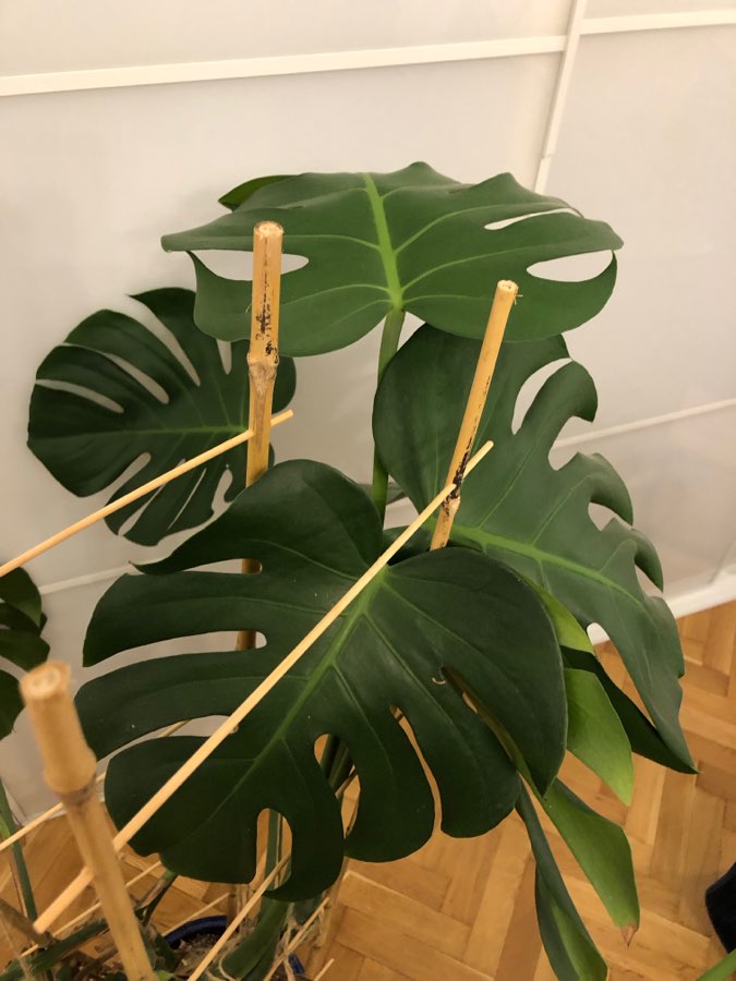Monstera Deliciosa 2