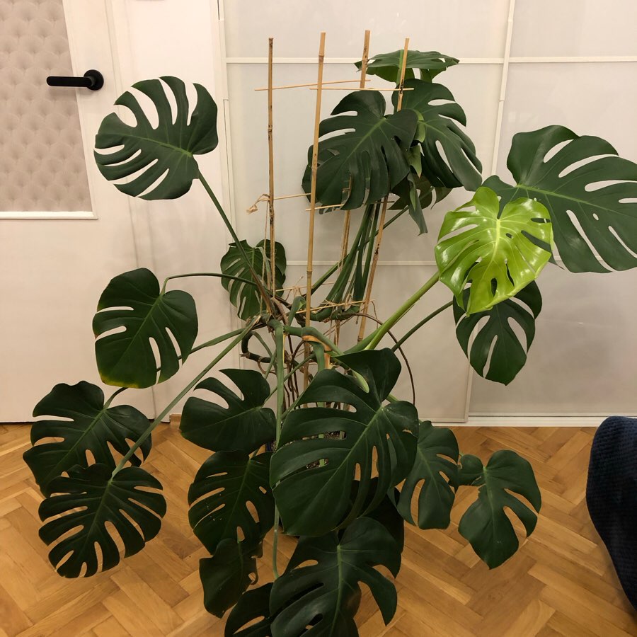 Monstera Deliciosa