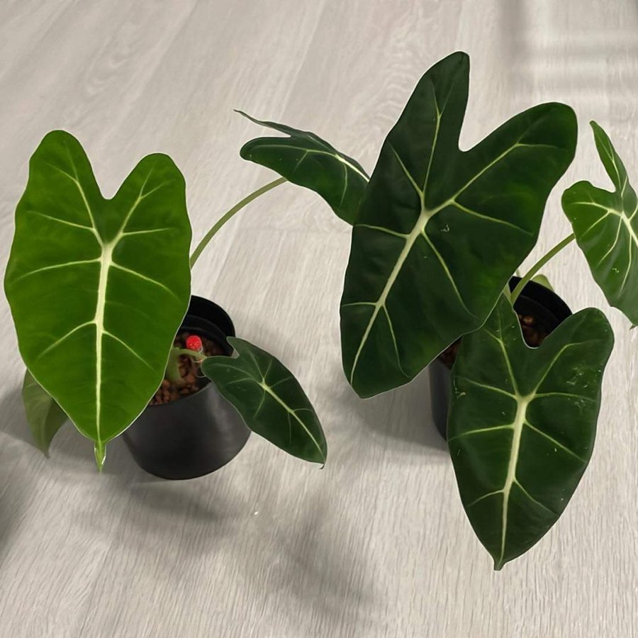 Alocasia Micholiziana Maxkowski (Frydek)