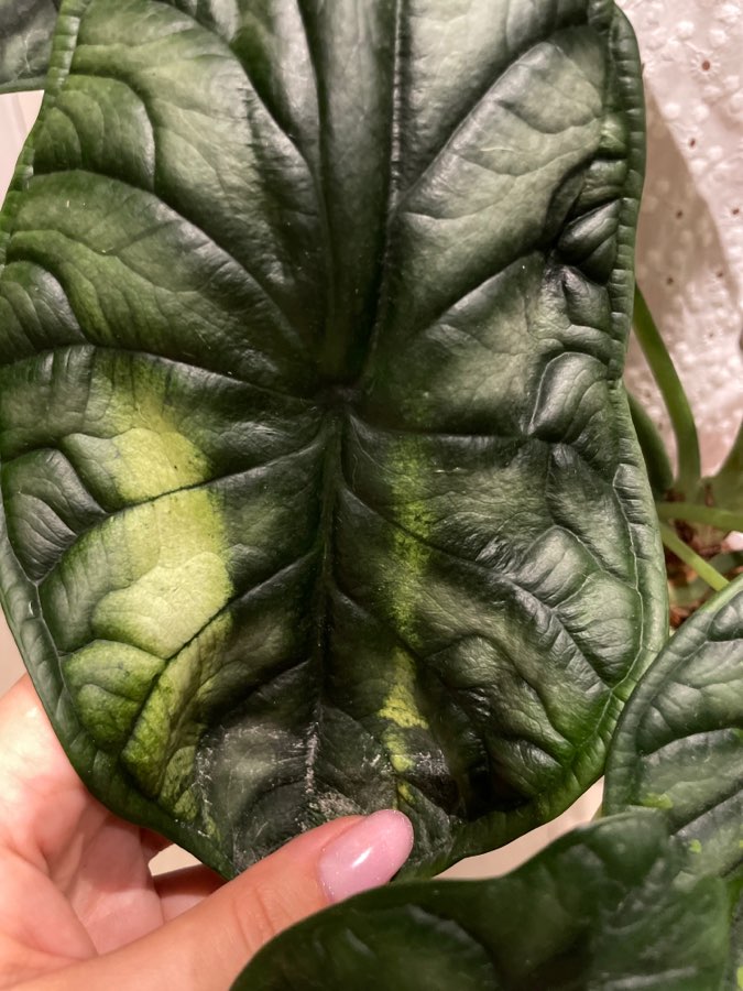 Alocasia Dragon scale varie 5
