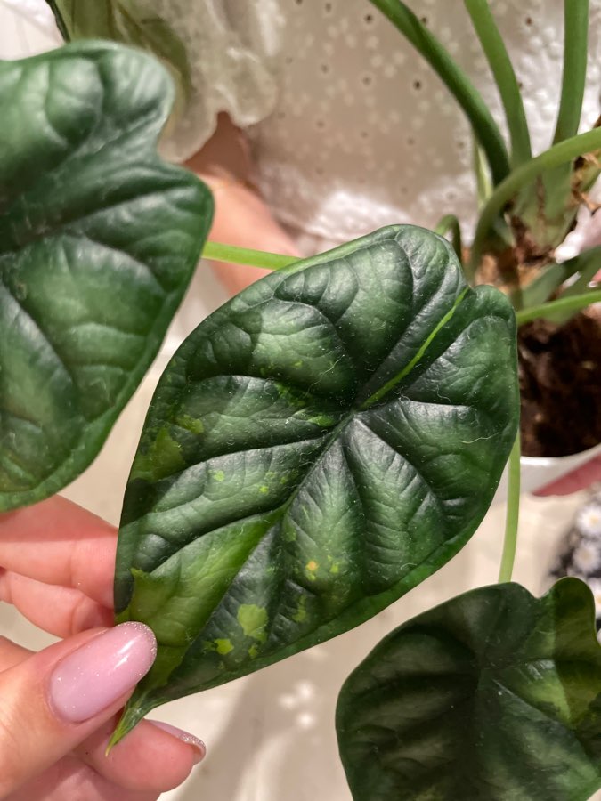 Alocasia Dragon scale varie 4