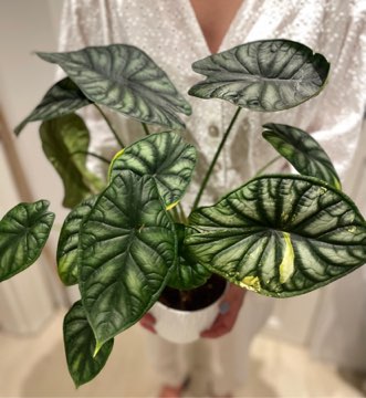 Alocasia Dragon scale varie