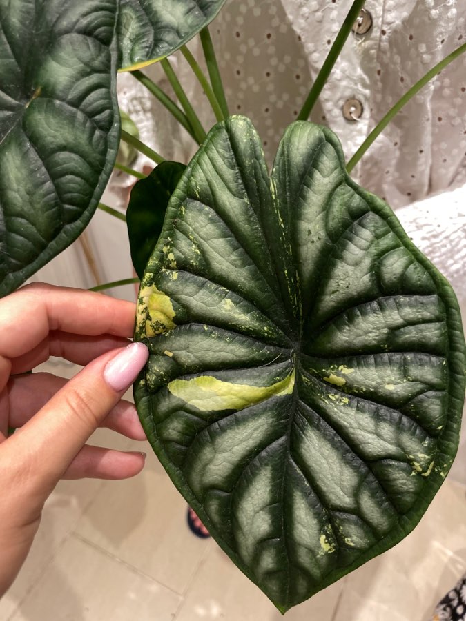 Alocasia Dragon scale varie 2