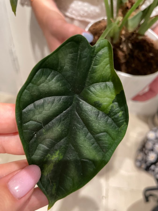 Alocasia Dragon scale varie 3