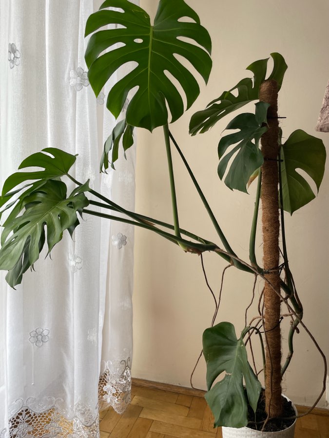 Monstera deliciosa 3