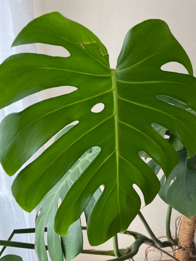 Monstera deliciosa 2