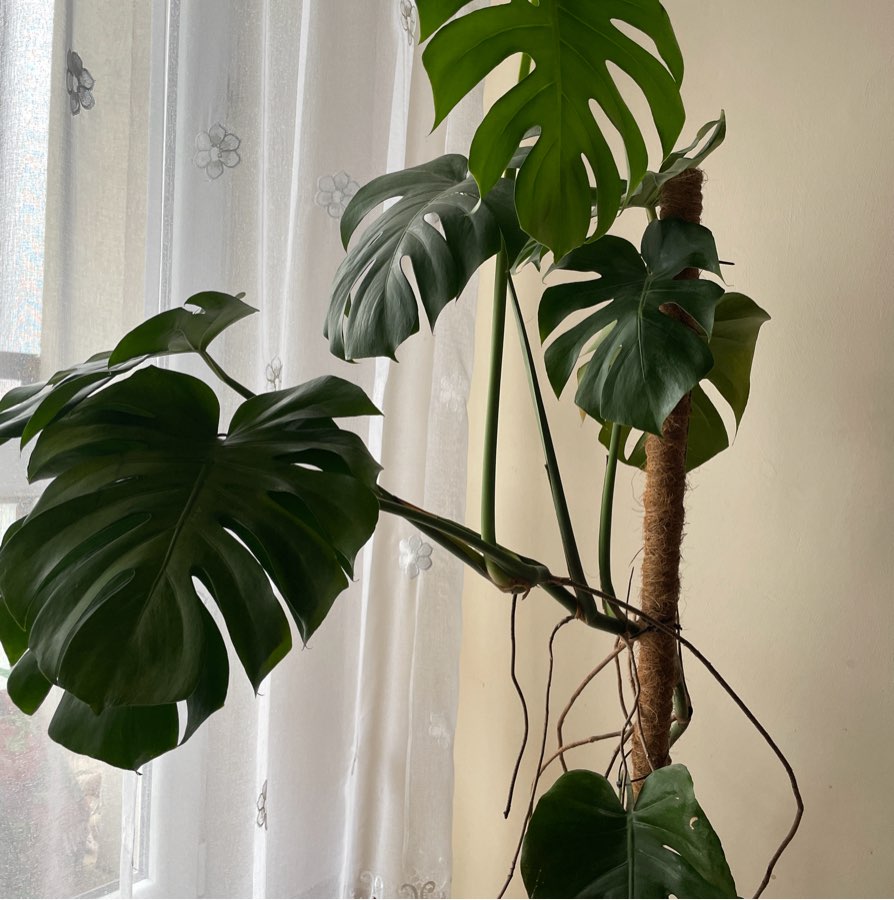 Monstera deliciosa