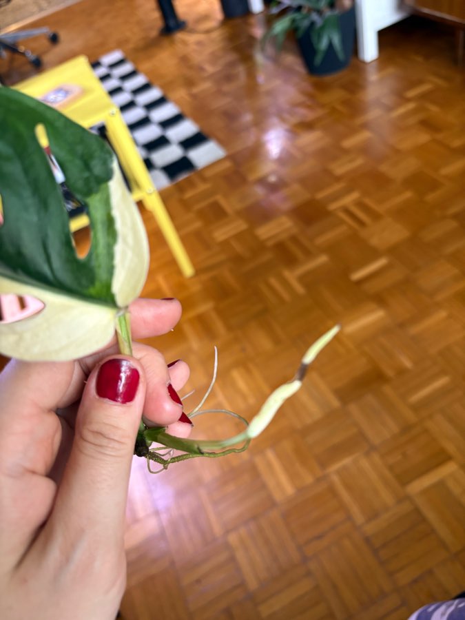 Monstera Adansonii Variegata 3