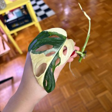 Monstera Adansonii Variegata