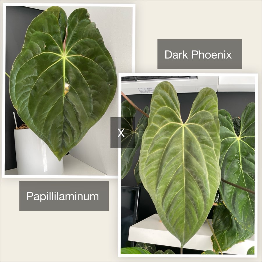 Zestaw 3 różnych siewek Anthurium 4