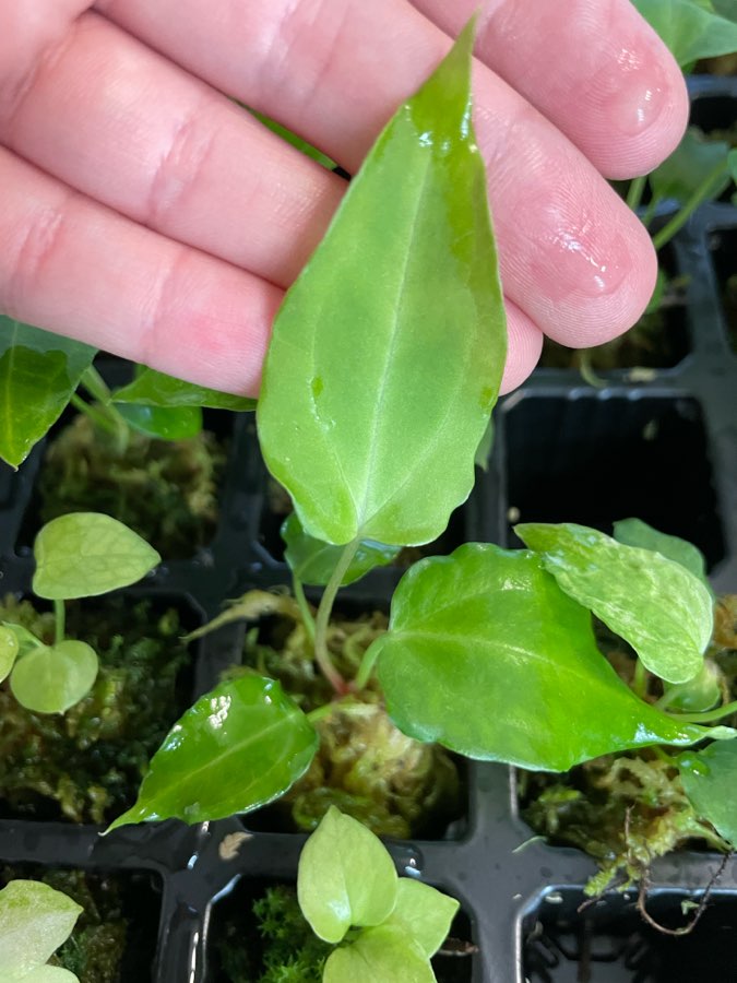 Zestaw 3 różnych siewek Anthurium 2