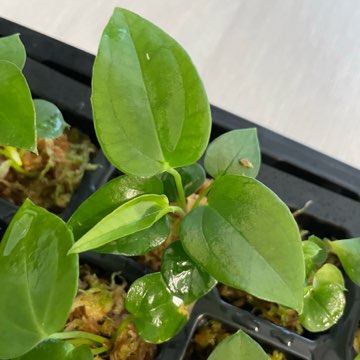 Zestaw 3 różnych siewek Anthurium