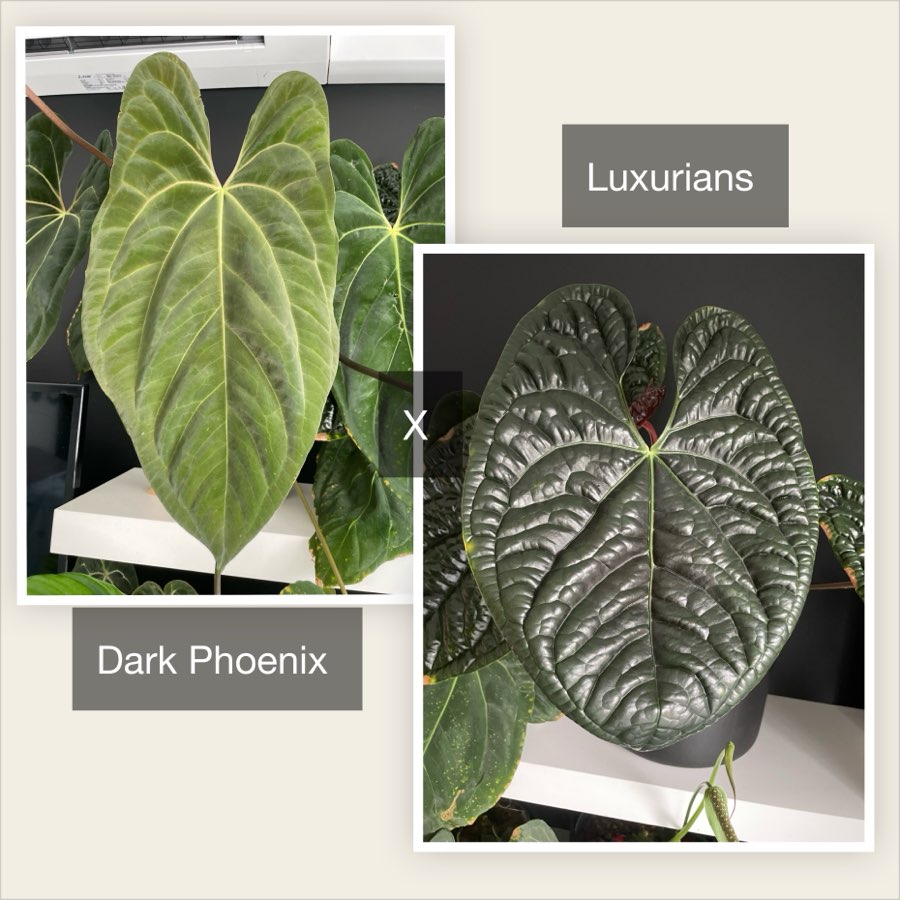 Zestaw 3 różnych siewek Anthurium 5
