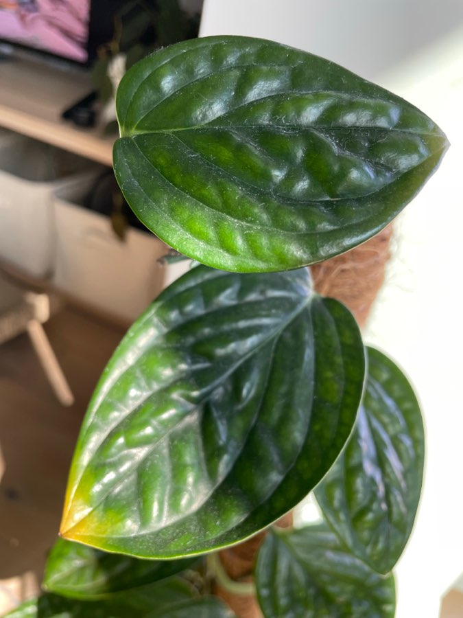 Monstera Peru 4