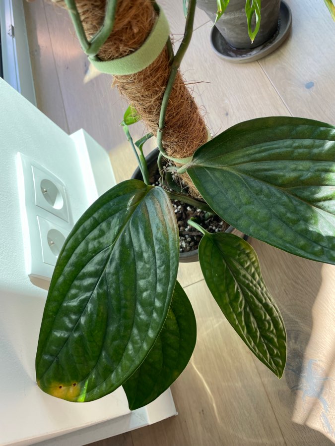 Monstera Peru 3