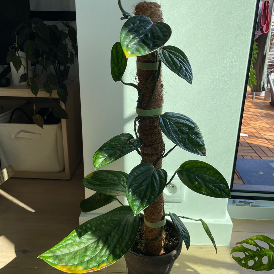 Monstera Peru
