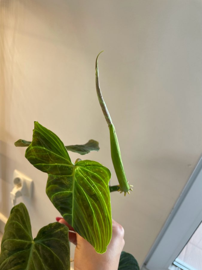 Filodendron Splendid 2