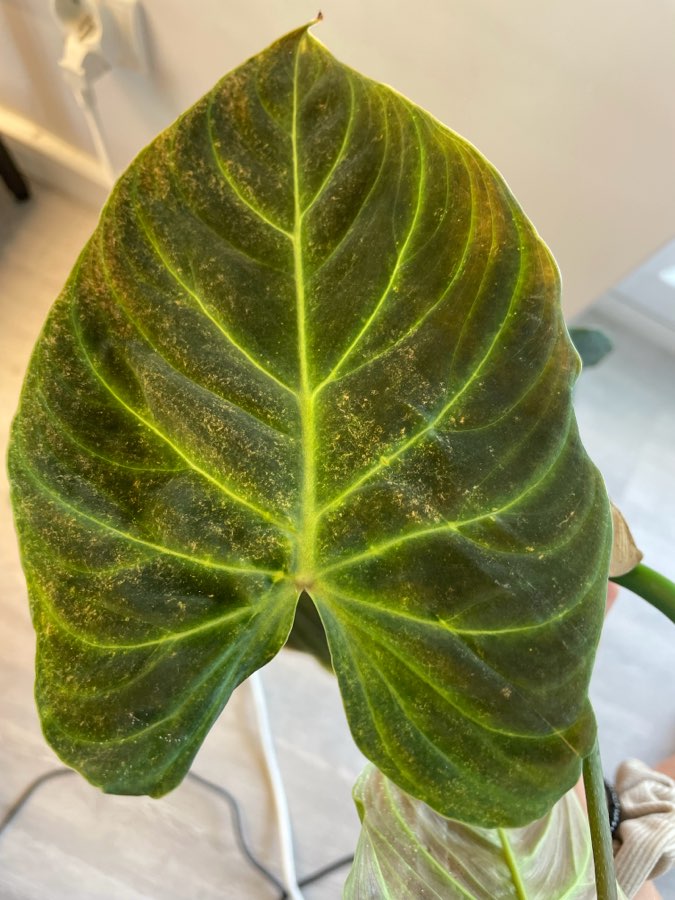 Filodendron Splendid 3
