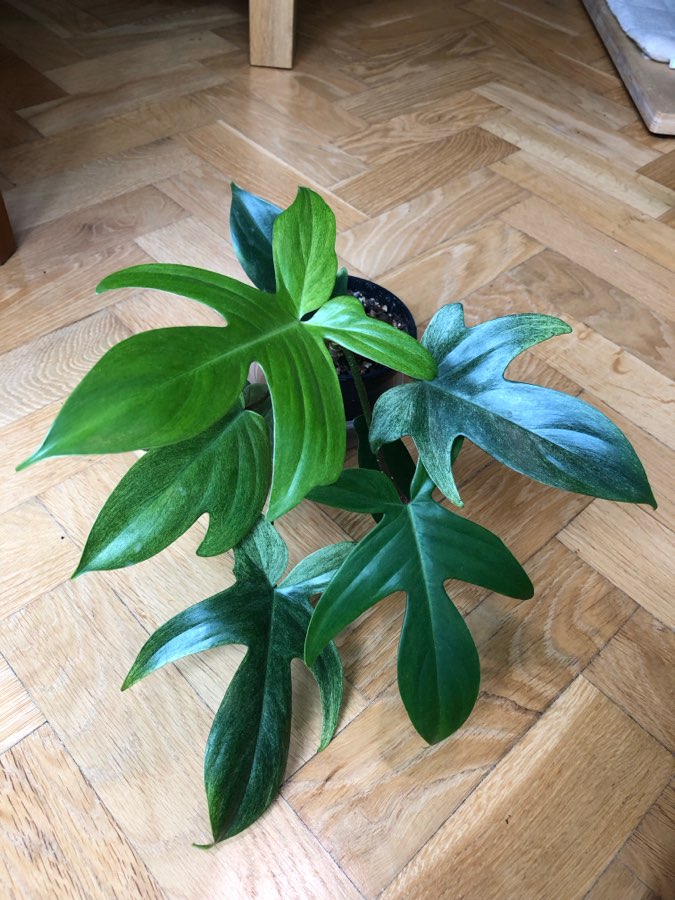 Philodendron Florida Ghost 3