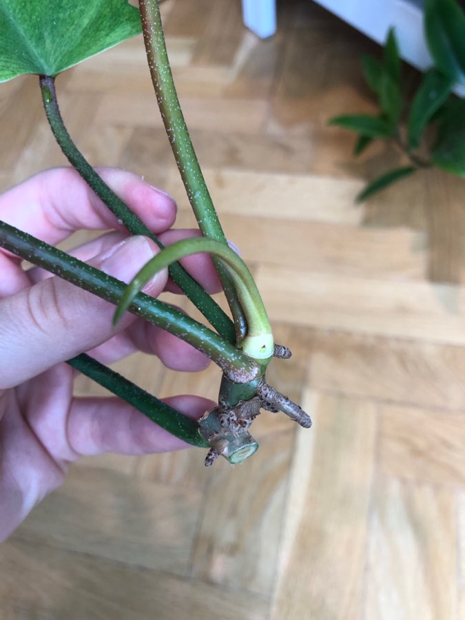 Philodendron Florida Ghost 2