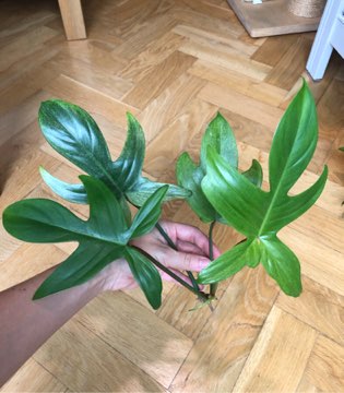 Philodendron Florida Ghost