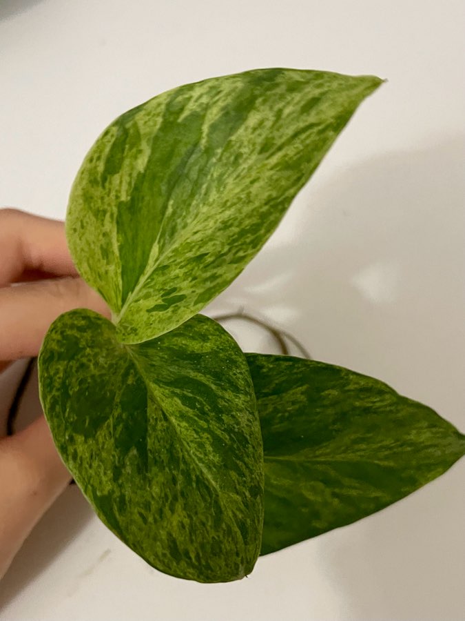 Epipremnum marble queen 2