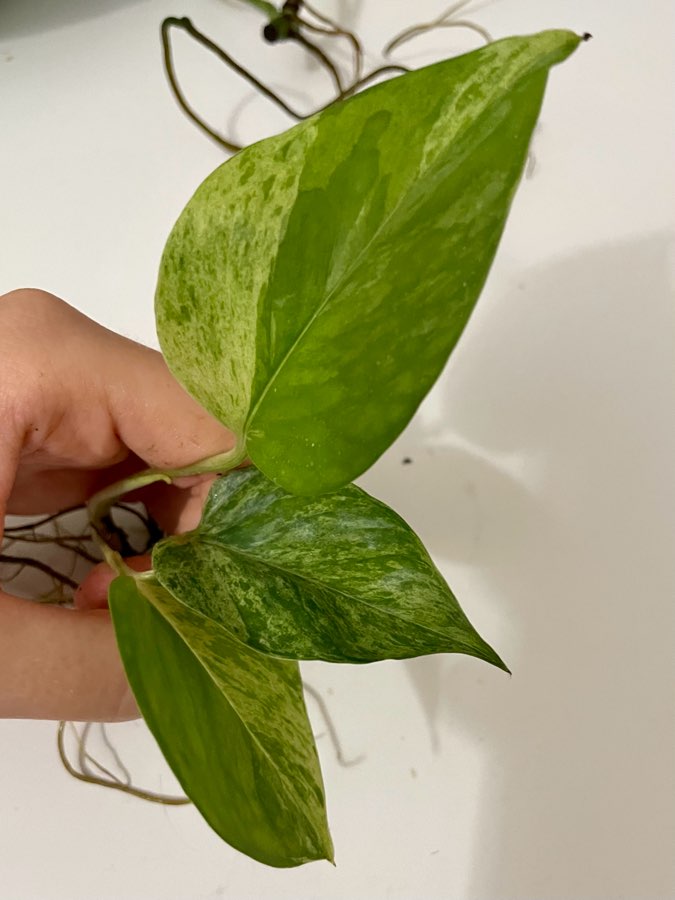 Epipremnum marble queen 3