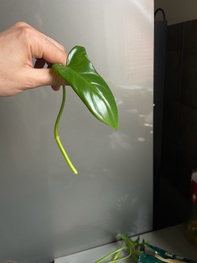 Philodendron bipennifolium 2