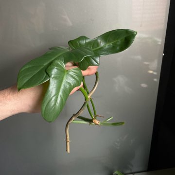 Philodendron bipennifolium