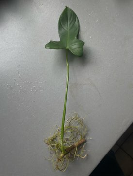 Philodendron bipennifolium