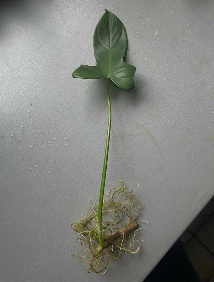 Philodendron bipennifolium