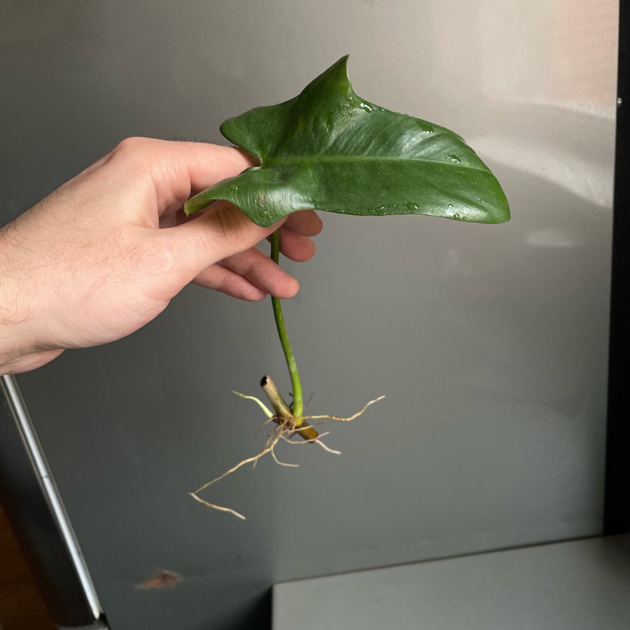 Philodendron bipennifolium