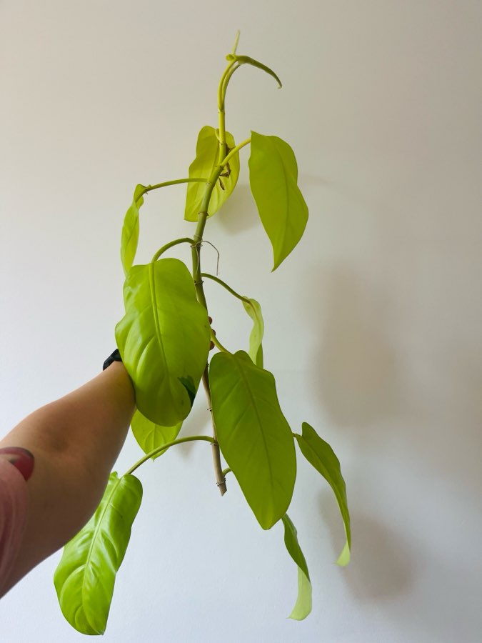 Philodendron malay gold lemon lime 3