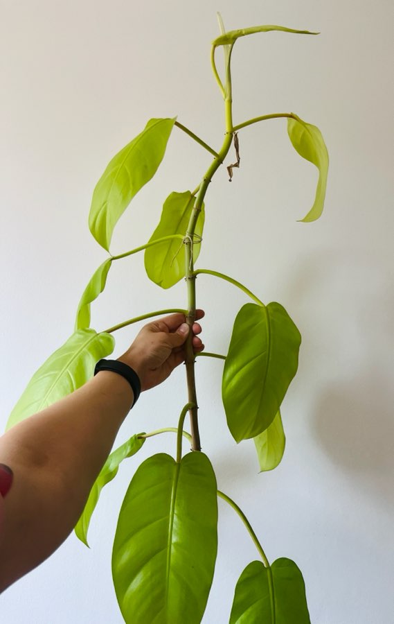 Philodendron malay gold lemon lime 2